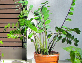 entretien zamioculcas