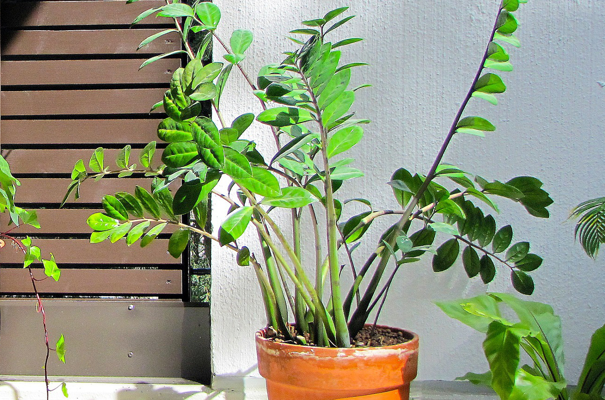 entretien zamioculcas