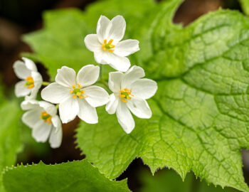 fleur de verre