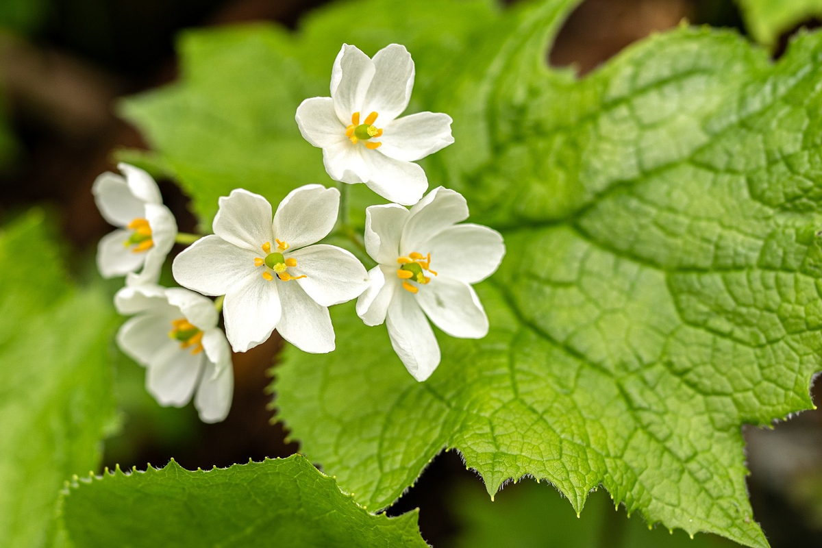 fleur de verre